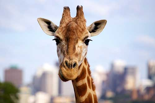 Photograph animals. giraffe photo