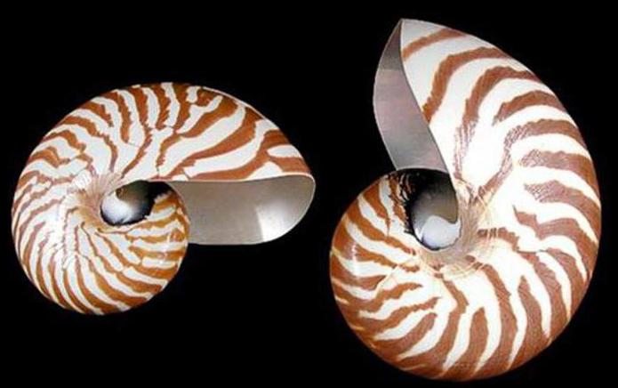 наутилус морской моллюск