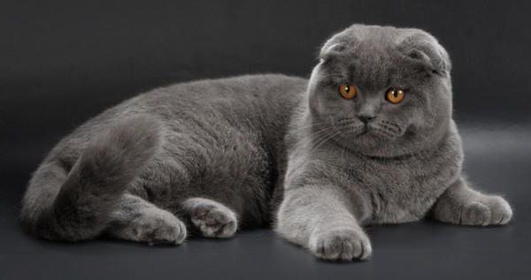 породы серых кошек с фотографиями и названиями