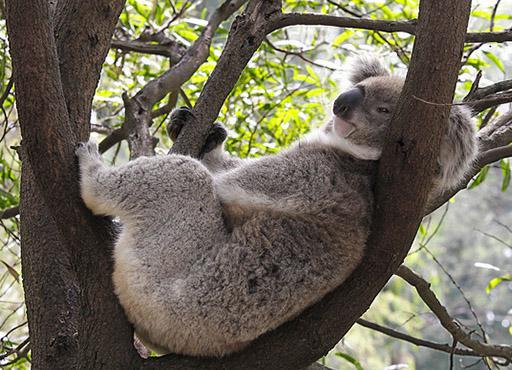  на каком материке обитает коала